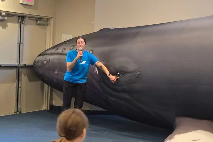 learning about whales