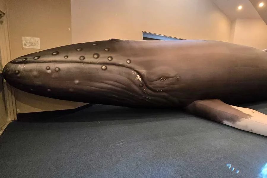 inflated whale